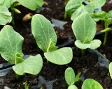 Jeunes semis de courgette en intérieur, leurs premières feuilles vertes s'ouvrent sur la terre.