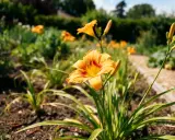 Un jardin fleuri avec des hémérocalles orange éclatantes. L'entretien de ces fleurs est simple pour un tel spectacle.