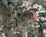 Clematis rankt üppig an einem Holzzaun, ein Vogelhaus hängt zwischen den Blüten. Der ideale clematis standort für diese zarte Pracht.