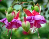 Fleurs de plante fuchsia aux pétales roses et violets, avec des boutons verts pendant.