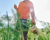 Un homme récolte un bulbe de fenouil frais, témoignant d'une belle culture fenouil. Le soleil brille sur le jardin.
