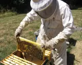 A beekeeper in a protective suit inspects a frame teeming with bees, a scene from a master beekeeper program.