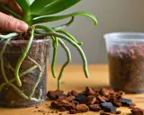 Maintenant, vous savez comment rempoter une orchidée. Les racines aériennes sont saines et prêtes pour un nouveau substrat.