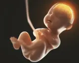 Płód w 5 miesiącu ciąży, z widocznym, świecącym mózgiem. Rozwój jest fascynujący.