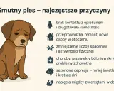 Smutny pies piszczy z wielu powodów: samotność, zmiany w otoczeniu, brak ruchu, ból, depresja czy konflikty z innymi zwierzętami.
