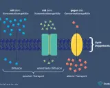 Zellmembran mit passiven und aktiven Transportmechanismen. Tunnelproteine erleichtern den Stofftransport über die Lipiddoppelschicht.