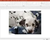 Un cucciolo di dalmata, con il suo manto maculato, riposa su una coperta blu. La crop fotografia cattura la sua espressione dolce e assonnata.