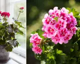 En kruka med mörka blad och rosa blommor står vid ett fönster. Bredvid syns en närbild på rosa pelargonblommor med mörka fläckar.