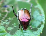 A metallic green and copper false Japanese beetle perches on a damaged green leaf, its iridescent shell gleaming.