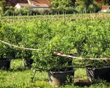 Reihen von jungen Heidelbeerpflanzen in großen Töpfen auf einem Feld. Ein rotes und weißes Absperrband markiert den Bereich. Der Heidelbeere Standort ist gut gepflegt.