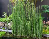 Un bouquet de prêles, dont le purin de prêle est un excellent fongicide naturel, pousse au bord d'un étang.