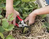 Hände schneiden mit einer Gartenschere die Erdbeerpflanzen. Der richtige Zeitpunkt, wann Erdbeeren schneiden, ist wichtig für gesunde Pflanzen.