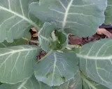 A young collard green plant, showing its large, veined leaves. This is a good time to consider when to harvest collard greens for tender, flavorful leaves.