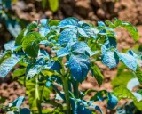 Plantes de pommes de terre traitées à la bouillie bordelaise, leur composition bleue protégeant les feuilles vertes contre les maladies.