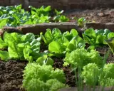 Légumes verts frais, salades et épinards, poussent dans un jardin, parfaits pour que planter mi-ombre mi soleil.