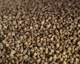 Grains de sarrasin bruns, parfaits pour une alimentation saine. La farine de sarrasin est une excellente source de nutriments et ses calories sont raisonnables.