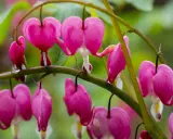 A cluster of bright pink flowers, each shaped like a delicate heart, hang from a green stem.