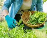Gartenarbeit: frisches Maggikraut ernten für die Haltbarmachung. Ein Korb voller grüner Blätter wartet.