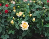 A bush of mini rose plants with red and yellow blooms and green leaves.