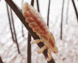 Makro zbliżenie na wszy u dziecka, które czepiają się ciemnych włosów. Widać ich nogi i segmentowane ciało.