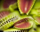 Dionaea muscipula, czyli kwiat na muchy, zamyka swoje pułapki, łapiąc owada. Zielone liście z czerwonym wnętrzem i ząbkami tworzą groźną dla muchy scenę.