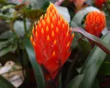 Jasna, ognista guzmania. Dowiedz się, jak dbać o tę egzotyczną piękność, by cieszyć się jej barwami.
