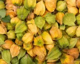 Ein Haufen Physalis, die mit ihren papierartigen Hüllen in Gelb- und Grüntönen leuchten. Diese kleinen Früchte sind nicht nur optisch ansprechend, sondern auch sehr gesund.
