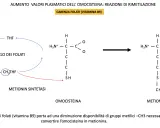 Schema del ciclo dei folati e conversione omocisteina-metionina. La mutazione MTHFR in omozigosi può influenzare questo processo.