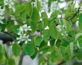 Zarte weiße Blüten und grüne Blätter der Felsenbirne im Frühling. Ein leichter Wind lässt die Zweige tanzen, bereit für den Schnitt.