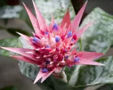 Różowa bromelia kwiat z fioletowymi pąkami, otoczona zielonymi liśćmi z srebrzystymi wzorami.