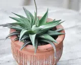 Haworthia limifolia w glinianej doniczce, z charakterystycznymi, prążkowanymi liśćmi tworzącymi rozetę.