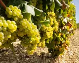 Reife Chardonnay-Trauben hängen an einem Rebstock. Diese Chablis-Rebsorte reift unter der Sonne und verspricht einen köstlichen Wein.