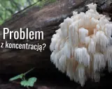 Soplówka jeżowata, znana ze swojego niezwykłego wyglądu, może wspierać koncentrację.