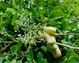 Gousses de griffonia, source de 5-HTP, reconnue pour ses bienfaits sur l'humeur et le sommeil.