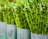 Filas de cañas verdes de plantas de la suerte en cubos metálicos, con enfoque en las cañas y sus nudos.