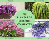 Cuatro tipos de plantas colgantes exterior: petunias moradas, cola de burro verde, reina rosada y lobelia azul.