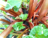 Gros plans sur les tiges rouges et les jeunes feuilles vertes d'un plant de semis rhubarbe, promettant une récolte savoureuse.