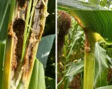 Close-up of a corn stalk hollowed out by a corn borer larva. Another image shows damage to the stalk and leaves, with evidence of the pest.