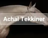 Ein cremefarbener Achal-Tekkiner mit blauen Augen, der einen eleganten Halfter trägt. Sein glänzendes Fell und seine edle Haltung lassen auf einen hohen Achal-Tekkiner Preis schließen.