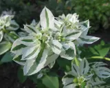 Kwiaty Euphorbia 'Diamond Frost' zachwycają bielą i zielenią.