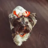 Urocza suczka rasy Yorkshire Terrier w pomarańczowo-białej kokardce. Idealne imię dla suczki? Może "Kokardka"?