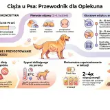 Ilustracja pokazuje, ile pies chodzi w ciąży (56-72 dni), objawy, wizyty u weterynarza, żywienie i przygotowanie do porodu.