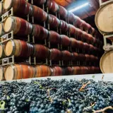 Winne beczki i świeże winogrona. Czy to początek produkcji sherry?