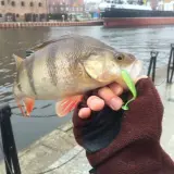 Okoń złapany na zielony dropshot, trzymany w dłoni w brązowej rękawiczce, na tle portu.