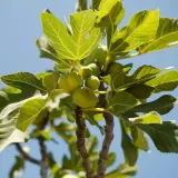 Un figuier arbre porte des figues vertes sous un ciel bleu. Ses grandes feuilles vertes sont illuminées par le soleil.