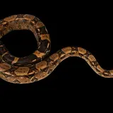 Una boa constrictor amarilla, con su cuerpo enroscado y patrones marrones, se desliza sobre fondo negro.