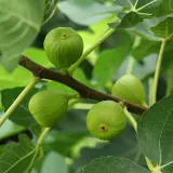 Fichi verdi acerbi su un ramo, con foglie lussureggianti. Speriamo che non ci siano malattie per questi fichi d'India.