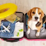 Beagle w walizce z zabawkami i mapą. Zastanawiasz się, ile kosztuje paszport dla psa na wakacje?