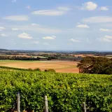 Paysage de vignobles verdoyants des Coteaux du Giennois, parfait pour un accord mets et vins blancs.