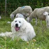 Un perro montaña del Pirineo, guardián blanco y peludo, descansa entre ovejas y corderos en un prado verde.